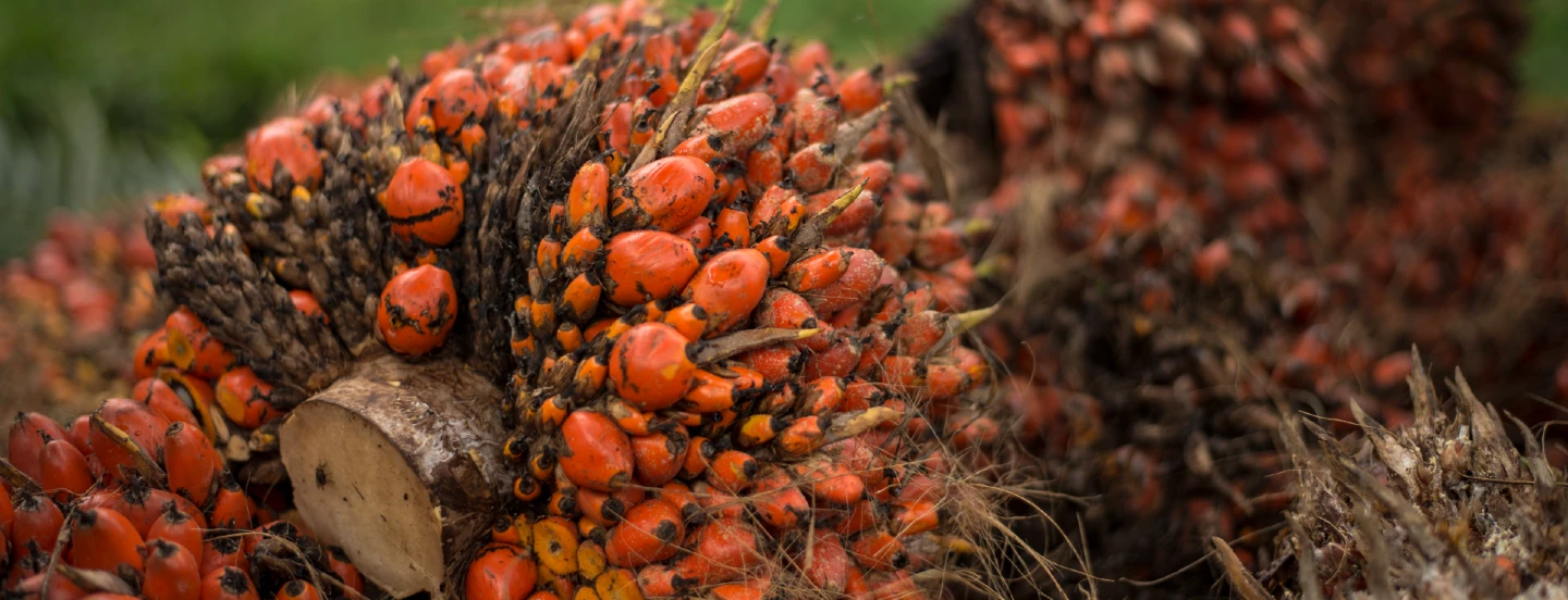 Las exportaciones de aceite de palma de Indonesia en diciembre caen un 16,7 % respecto a noviembre