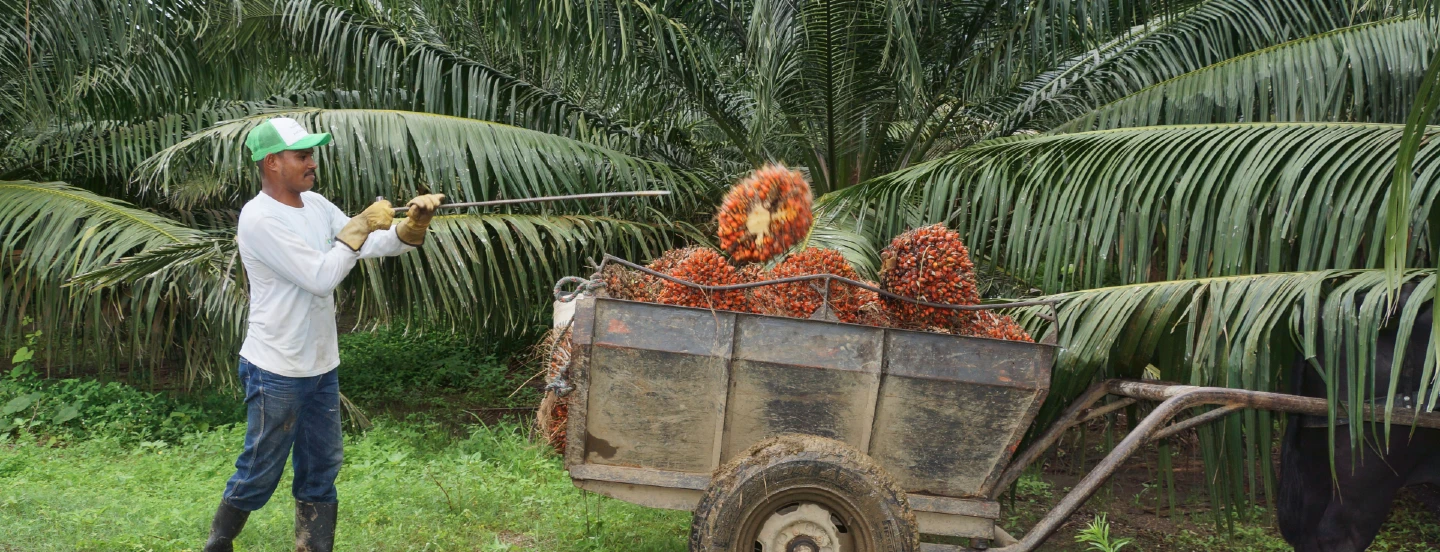 Sistemas de transporte interno de fruto en palma de aceite utilizados en la Zona Suroccidental