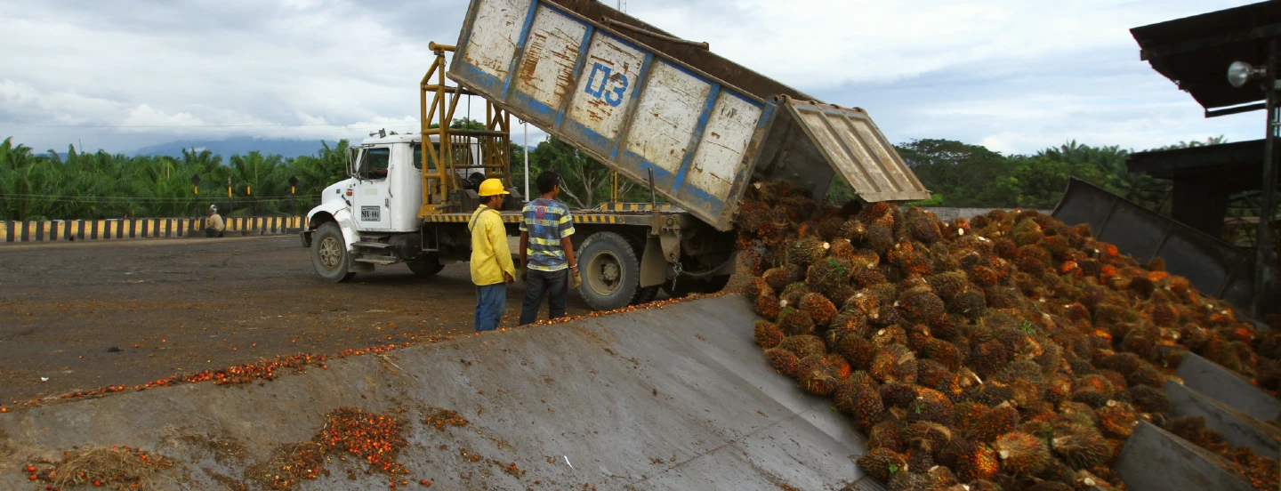 Se espera el pico de producción de aceite de palma para los meses de marzo y abril de 2024