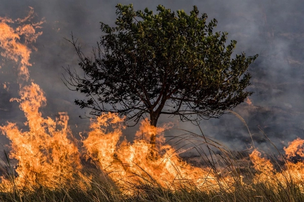 ¿Cómo prevenir incendios forestales durante el Fenómeno de El Niño?